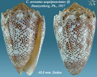 Conus arenatus aequipunctatus 