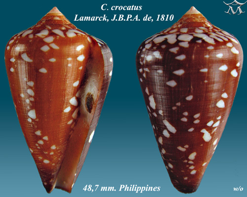 Conus crocatus 