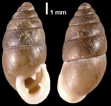 Chondrula tridens