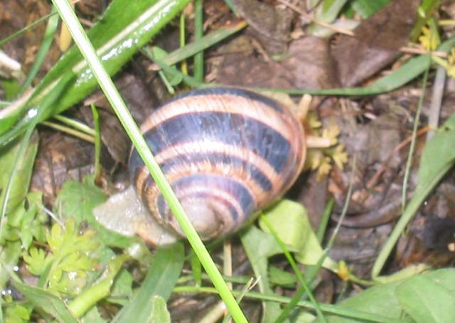 Helix albescens (берег Днестровского лимана)