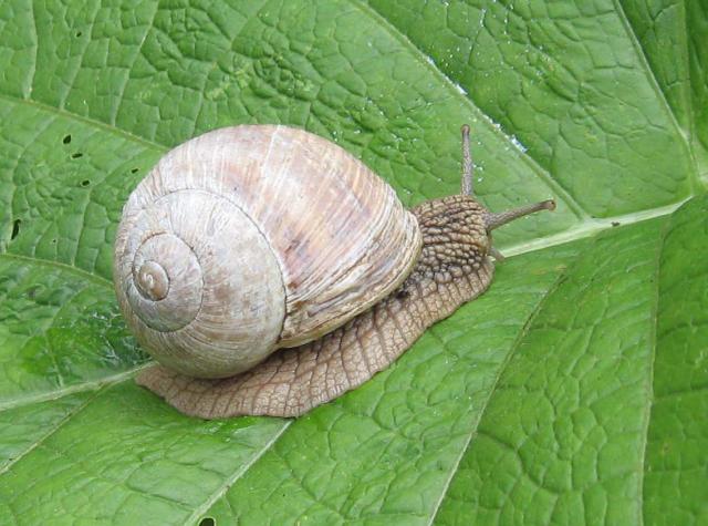 Постановочное фото: виноградная улитка Helix pomatia