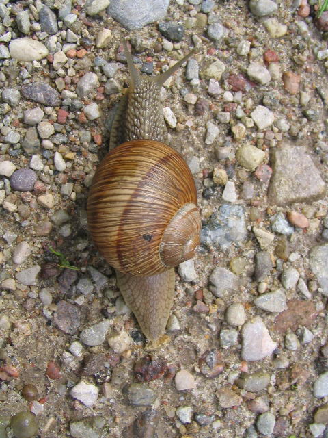 Helix pomatia