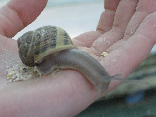 Helix aspersa muller