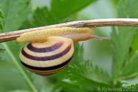 Cepaea vindobonensis