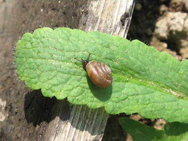 Trichia hispida, Подмосковье