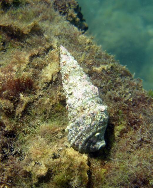 Cerithium vulgatum