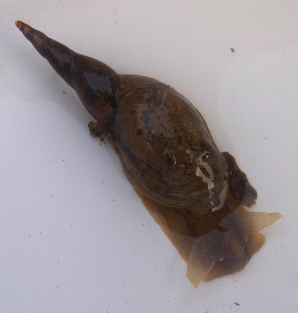 Lymnaea fragilis (L., 1758) Lymnaea fragilis (L., 1758)