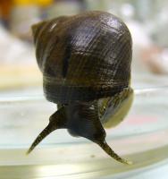 Littorina littorea