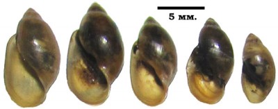 physa-myzdybulak-a.jpg