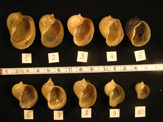 R. cf. auricularia_1.JPG
