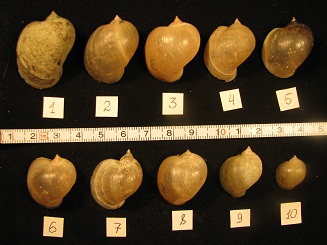 R. cf. auricularia_2.jpg