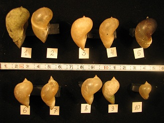R. cf. auricularia_3.jpg