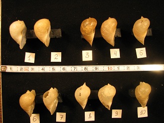 R. cf. ampla_3.jpg