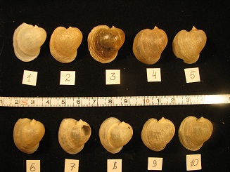 R. cf. ampla_2.jpg