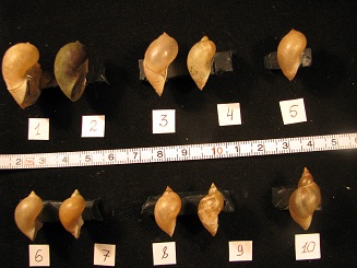 R. cf. baltica_3.jpg