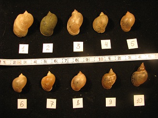 R. cf. baltica_2.jpg