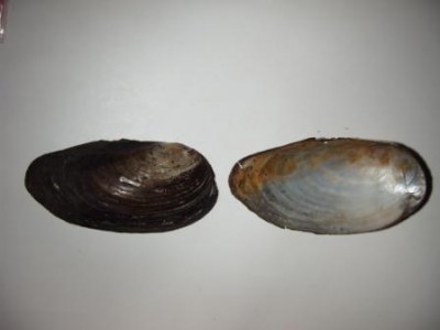 Anodonta cellensis р.Черная, Крым.jpg