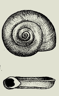 Planorbis planorbis.jpg