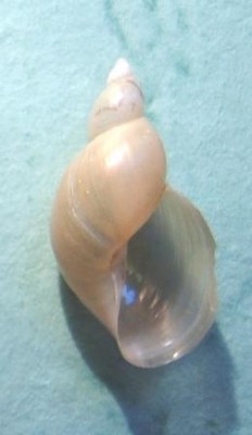 Новый 009.jpg