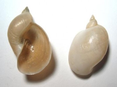 Lymnaea ovata var. taurika окр. Севастополя.jpg