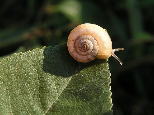 xeropicta_derbentina_juvenile.jpg