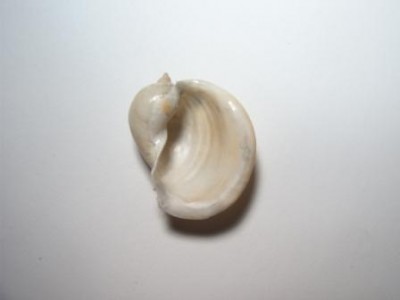 Lymnaea monnardi р. Чрная, близ г.Инкерман..jpg