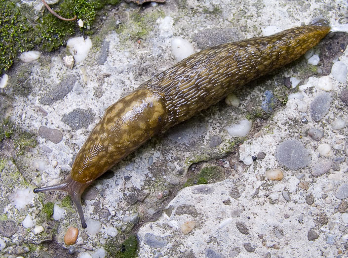 limax_maculatus.jpg