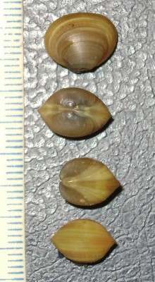 Sphaerium_sp.jpg