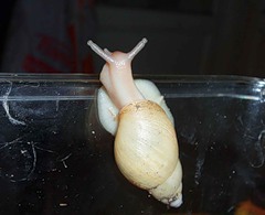 achatina16_0.jpg