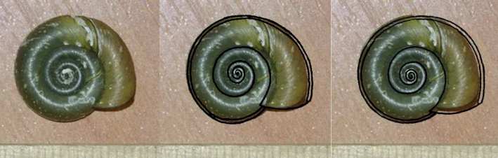 Planorbis_p_vs_k.JPG