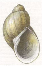 Прудовик фулва (Peregriana fulva).jpg