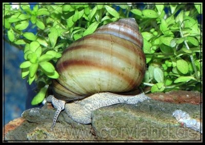 viviparus_acerosus.jpg