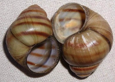 V_acerosus.jpg