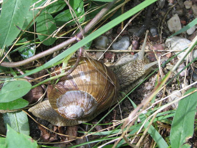 Helix_pomatia.jpg