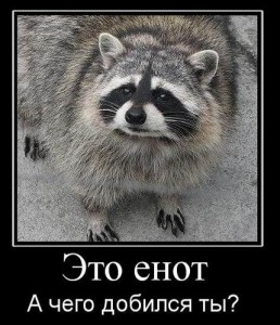 енот.jpg