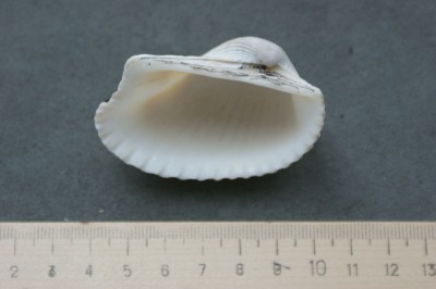 DSC01335.JPG