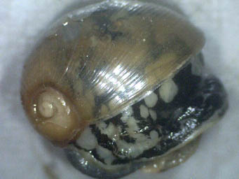 001-L-glutinosa-kulanmin.jpg