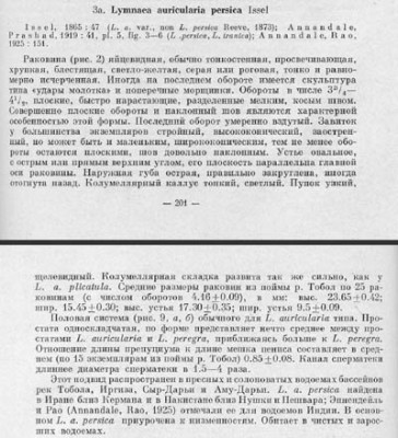 Persica текст.jpg